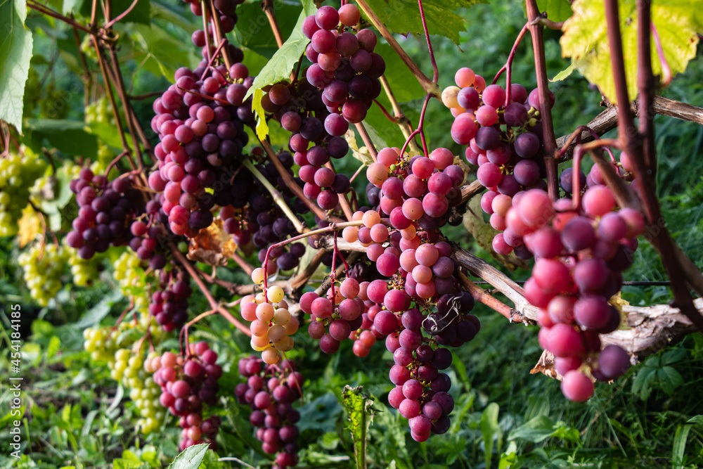 Bunches of ripe grapes in the grape vine on a sunny day