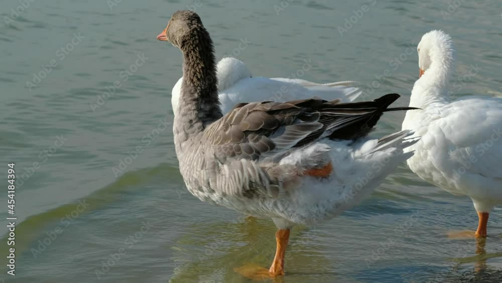 Greylag and white goose standing on one leg and sleeping in comfy pose on the lake shore. Greylag and white goose standing on one leg and sleeping in comfy pose on the lake shore.