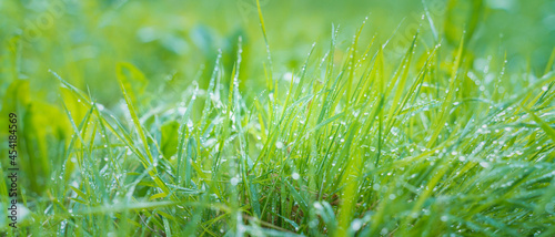 fresh green grass with morning dew, close up