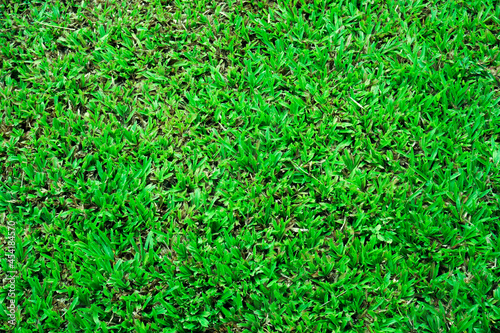 Abstract top view green color of grass background texture ,for background