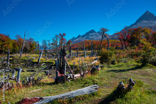 Magical austral Magellanic subpolar forests and turquoise lagoons in Tierra del Fuego National Park, Beagle Channel, Patagonia, Argentina, early Autumn