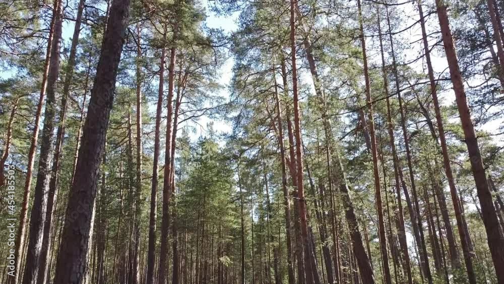 Video with sunny forest. Green forest with pine and fir trees Video with sunny forest. Green forest with pine and fir trees