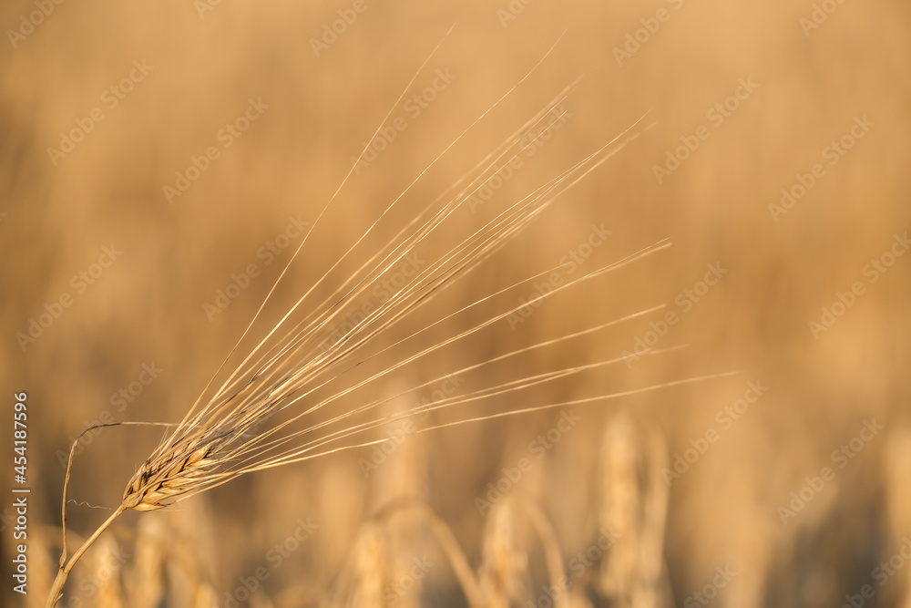 Fototapeta premium field of wheat
