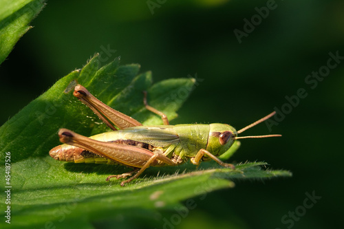 grasshopper on a leaf © AndersOpsahl