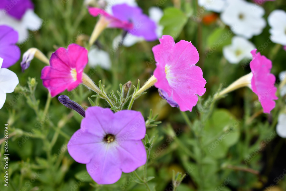 White red and blue flowers of petunia solanaceae close up on the garden bed White red and blue flowers of petunia solanaceae close up on the garden bed