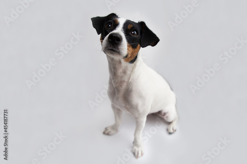 Portrait of a cute dog jack russell terrier breed on a white background © Алексей Васильев