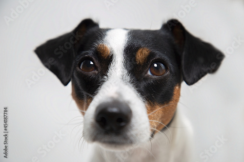 Portrait of a cute dog jack russell terrier breed on a white background