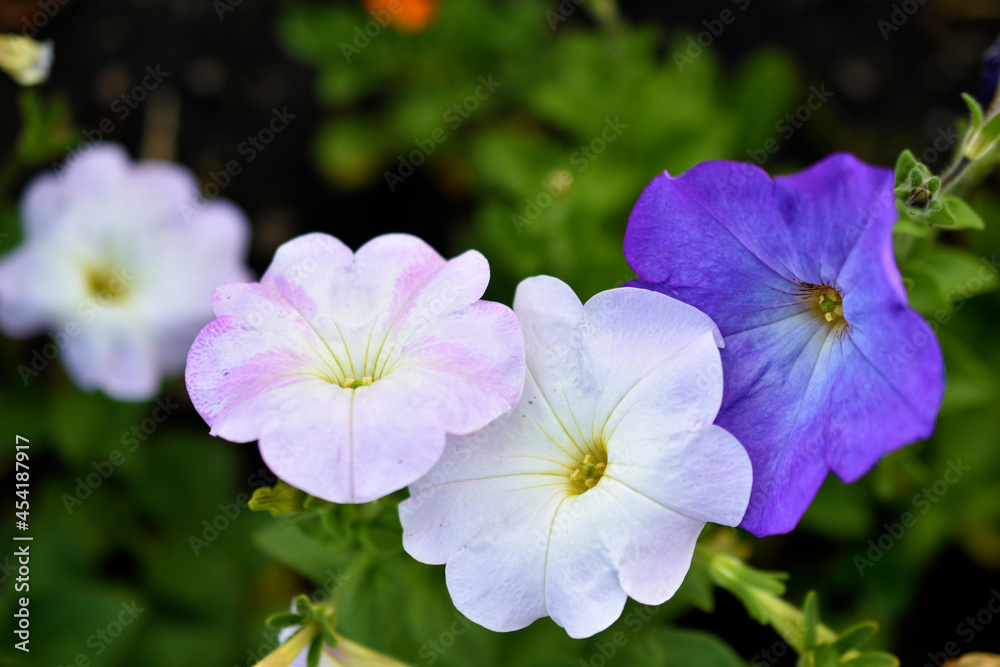 Naklejka premium White red and blue flowers of petunia solanaceae close up on the garden bed