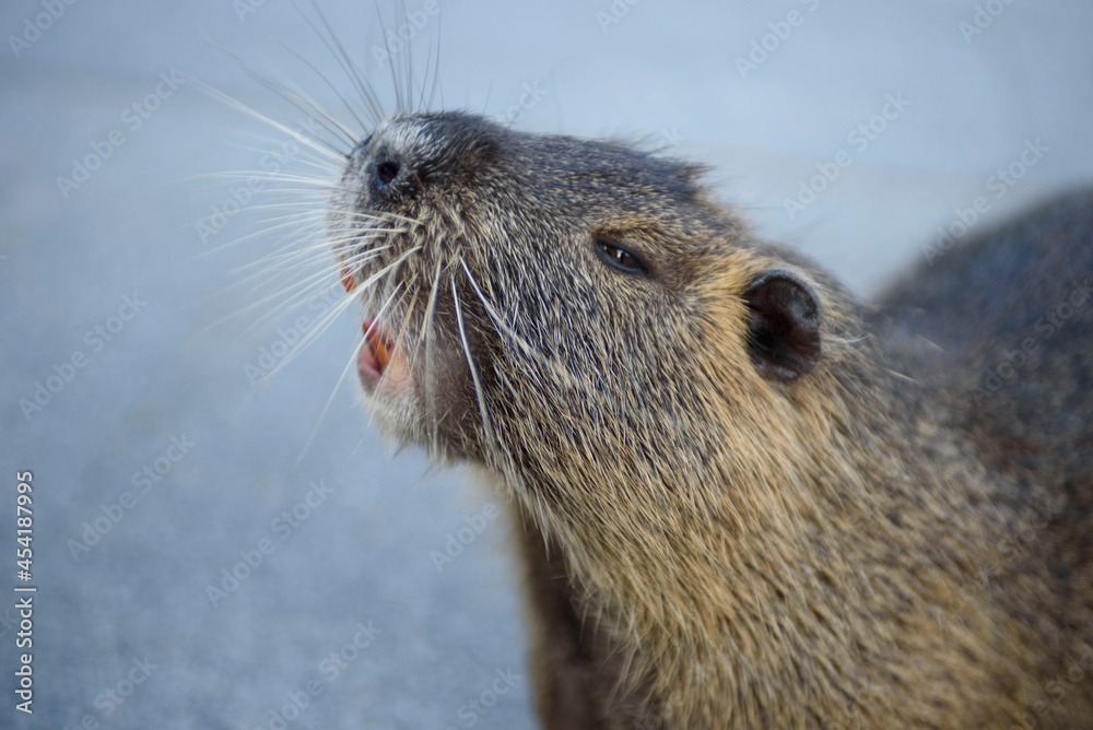 Close-up portrait of nutria. Adult large nutria with a beautiful color of valuable fur Close-up portrait of nutria. Adult large nutria with a beautiful color of valuable fur