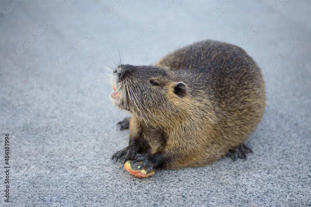 Portrait of nutria. Adult large nutria with a beautiful color of valuable fur Portrait of nutria. Adult large nutria with a beautiful color of valuable fur
