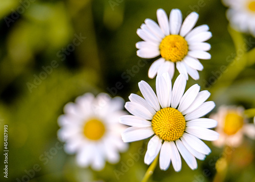 daisies in a field