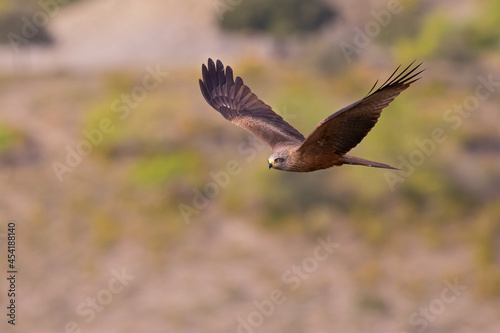 A black kite (Milvus migrans) in flight.