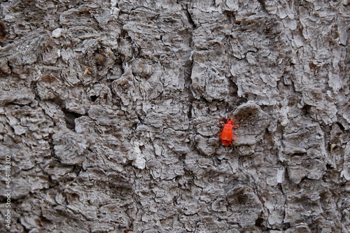 Coniferous bark texture with red insect on it close-up