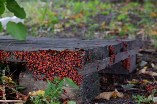 a colony of soldiers bugs in the forest on an old pallet close up