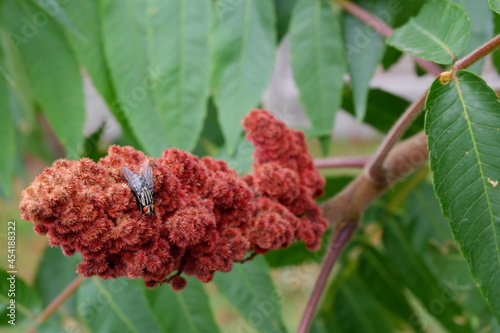 fly sitting on staghorn sumac  macro close up