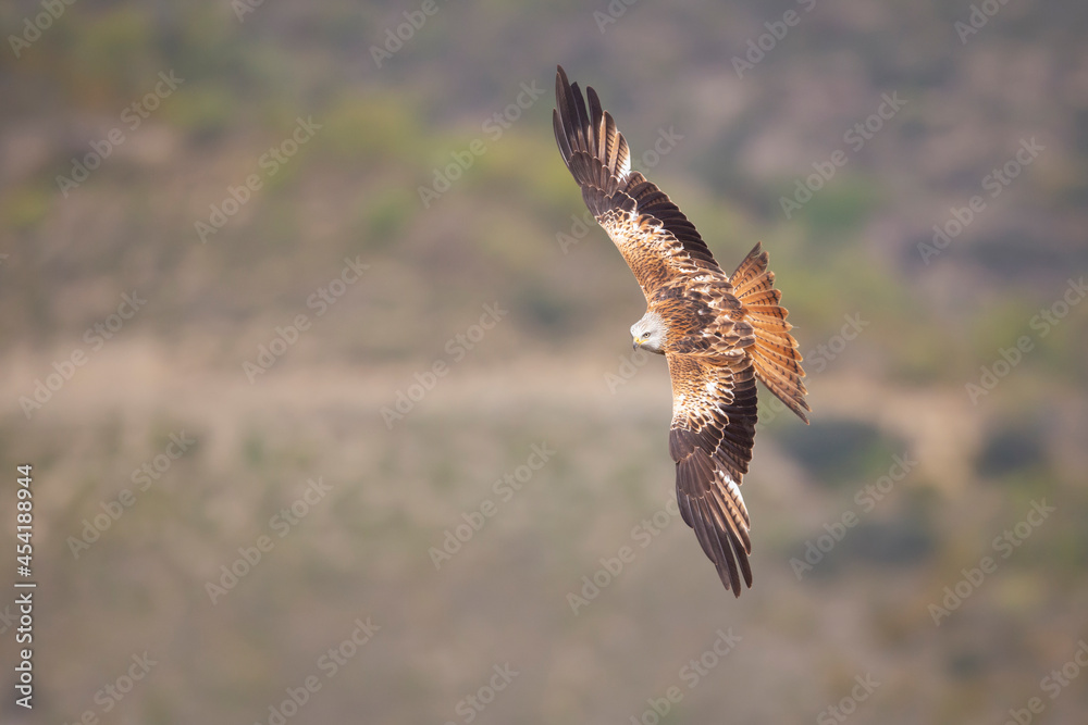 A red kite (Milvus milvus) in flight. A red kite (Milvus milvus) in flight.