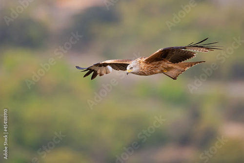 A red kite (Milvus milvus) in flight. © Bouke