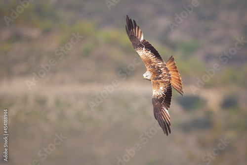 A red kite (Milvus milvus) in flight. © Bouke