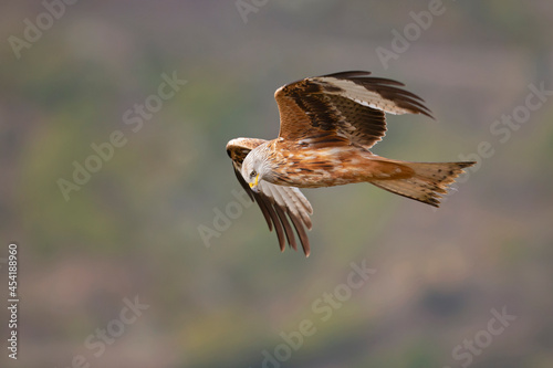 A red kite (Milvus milvus) in flight.