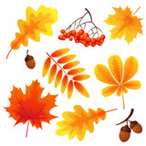 Bright autumn leaves, yellow and red, isolated on white background. Falling leaves of maple, chestnut, mountain ash, oak. Rowan berries, acorns. Vector illustration for seasonal holiday cards