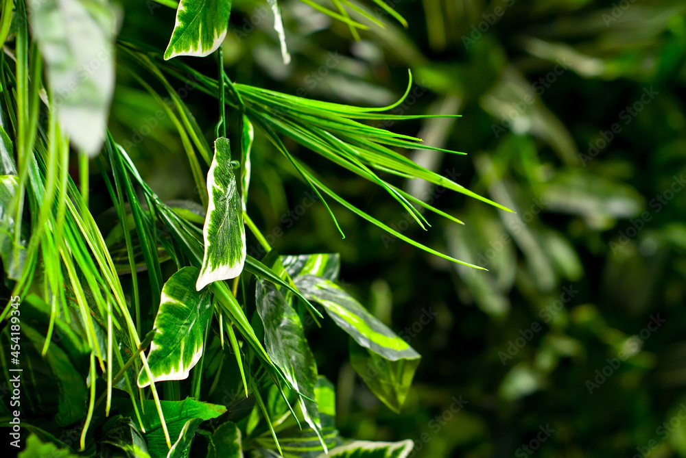 Obraz premium Green tropical leaves close up. Texture of jungle plants. Sharpness on the side leaf.
