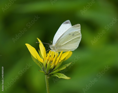 large  cabbage white on a flower