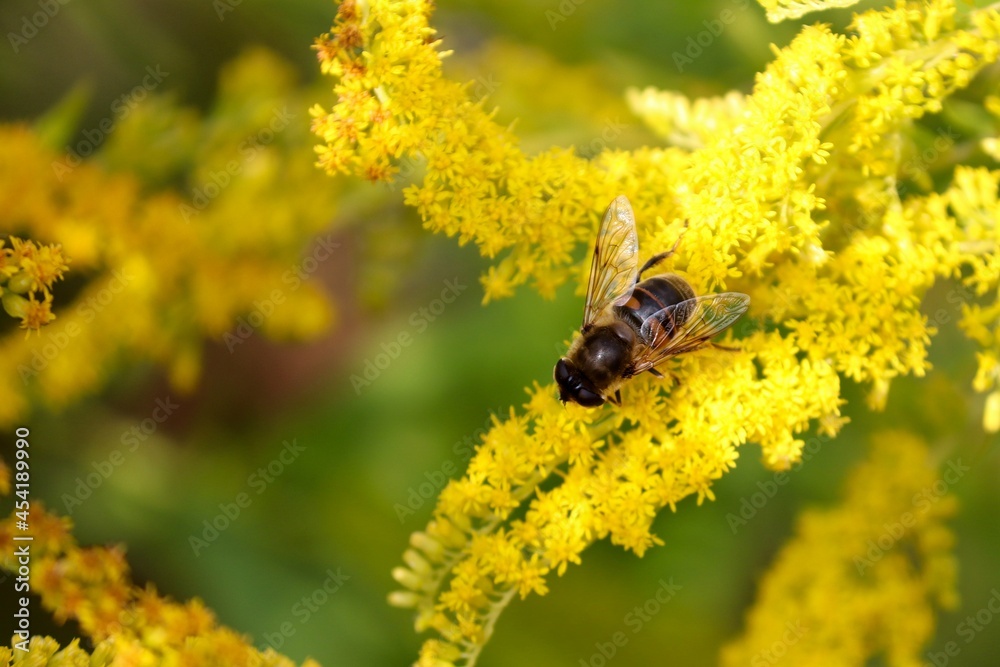 Mistbiene sitzt auf gelben Blüten Mistbiene sitzt auf gelben Blüten