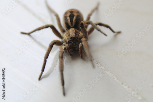 Closeup shot of a Lycosa tarantula on a white wall