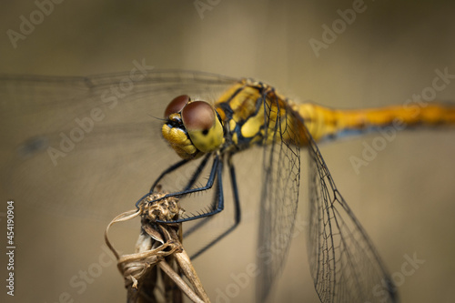 Dragonfly rests on the branch
