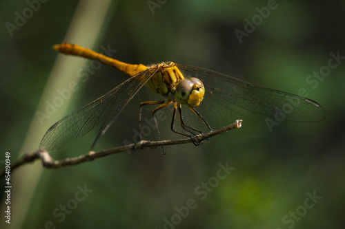 Dragonfly rests on the branch