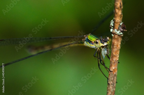 Dragonfly rests on the branch