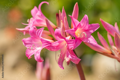 Obraz na plátně Amaryllis belladonna (Naked Lady Lily)
