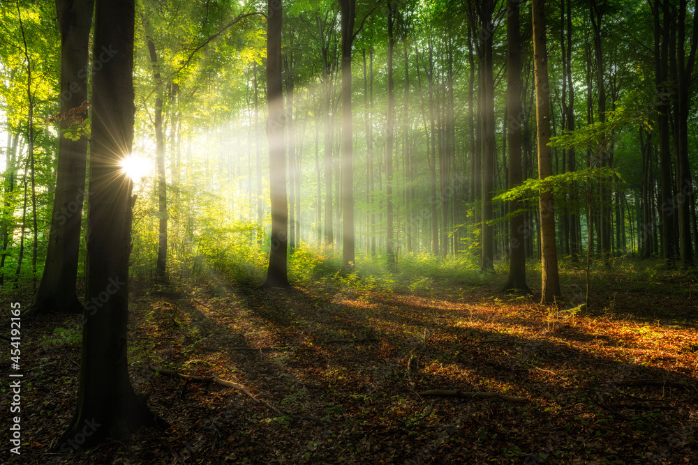 Obraz premium morning in the forest