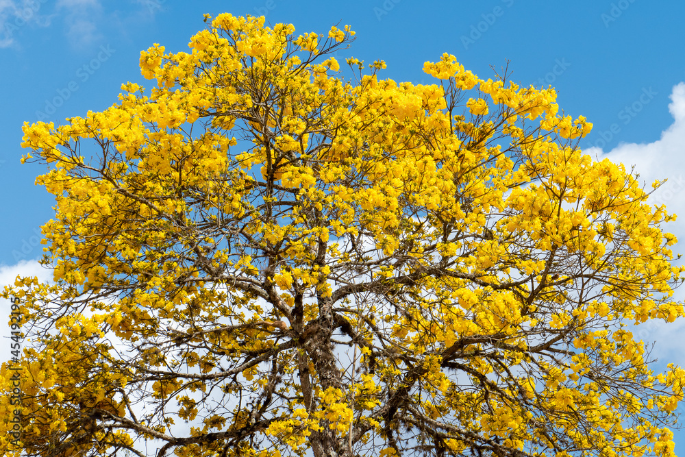 The golden trumpet tree, Handroanthus albus. The flower is the national flower of Brazil while the tree itself is Brazil's national tree.
