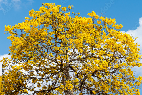 The golden trumpet tree, Handroanthus albus. The flower is the national flower of Brazil while the tree itself is Brazil's national tree.