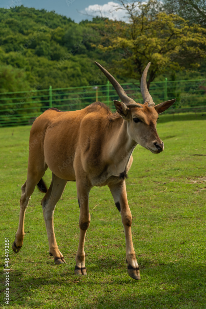 Big antelope with horns on green grass meadow in summer sunny day Big antelope with horns on green grass meadow in summer sunny day