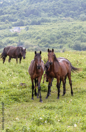 Two brown horses look into the camera. The horses graze in the mountains among the green grass. The concept of cattle breeding.