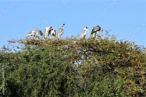 Aba Koda Storks on Tree Top