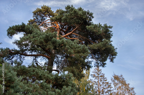 pine tree and sky