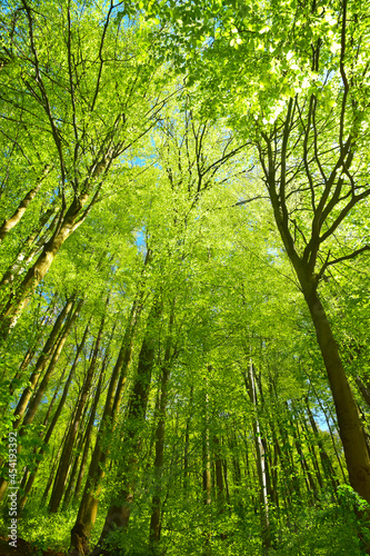 Green forest trees spring nature