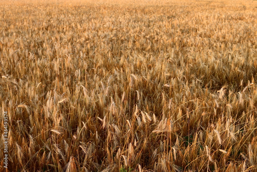 Golden wheat field. The concept of harvesting Golden wheat field. The concept of harvesting