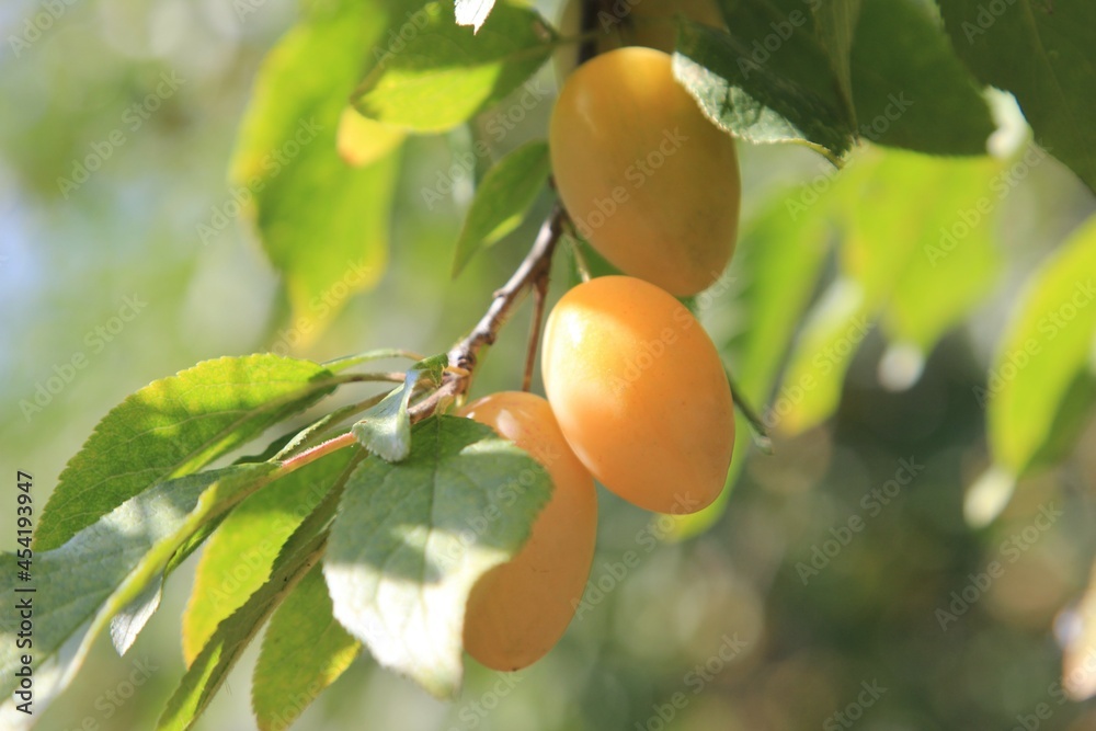 honey fruits of a yellow plum close-up