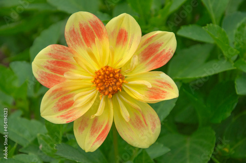 Bright beautiful red yellow dahlia flower close up on a background of green leaves in a flower garden