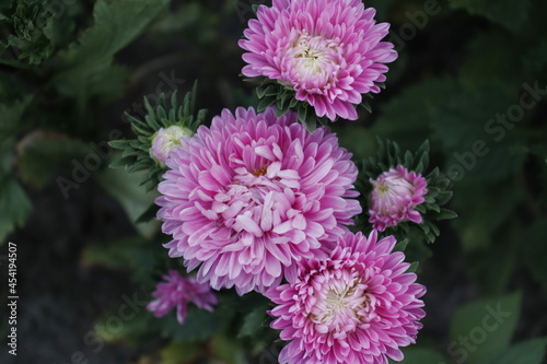 close up of a pink flower