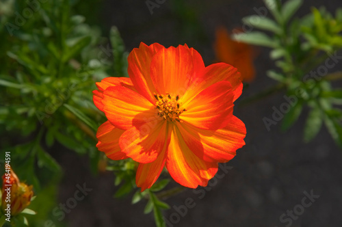 Bright beautiful bright red orange flower of Cosmos close-up on a background of green leaves in a flower garden