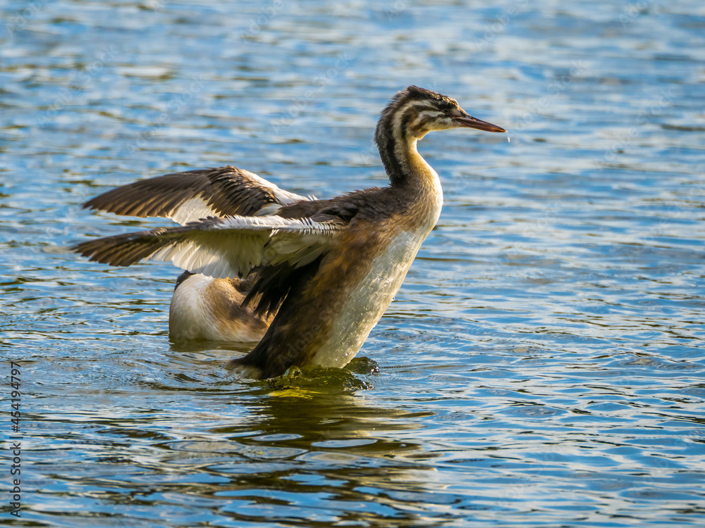 Young great crested grebe splashing with spread wings on lake Young great crested grebe splashing with spread wings on lake