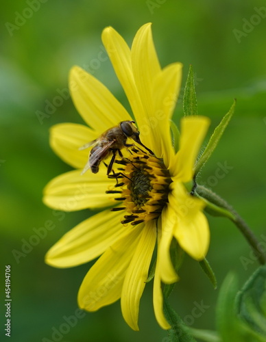 bee on yello flower