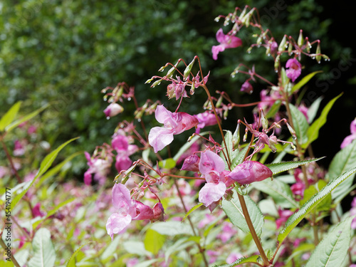 Impatiens glandulifera | Himalayan balsam or kiss-me-on-the-mountain. Pink flowers like hooped shape and lanceolate leaves on soft green or red-tinged stems photo