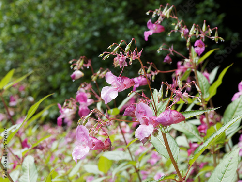 Bild auf Leinwand Impatiens glandulifera | Himalayan balsam or kiss-me-on-the-mountain