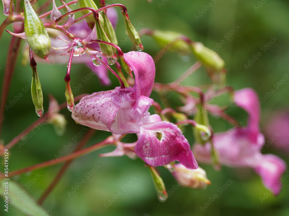 Close up on pink flower like hooped shape of Himalayan balsam or kiss-me-on-the-mountain (Impatiens glandulifera) Close up on pink flower like hooped shape of Himalayan balsam or kiss-me-on-the-mountain (Impatiens glandulifera)